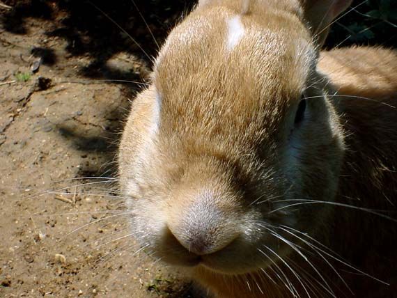 Image has been resized