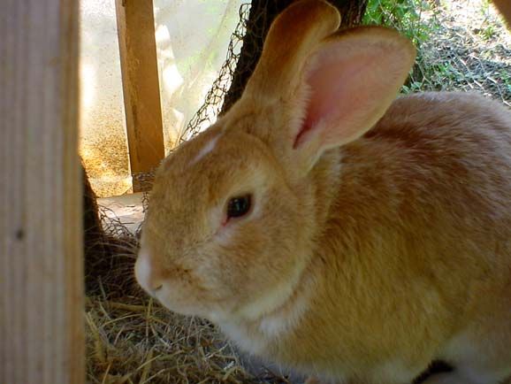 Image has been resized