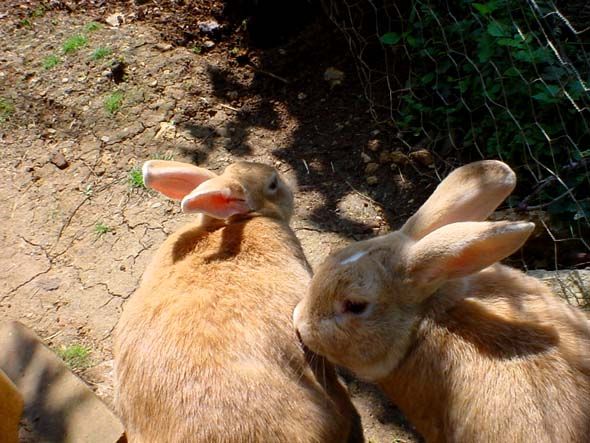 Image has been resized