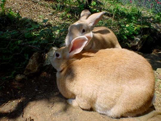 Image has been resized