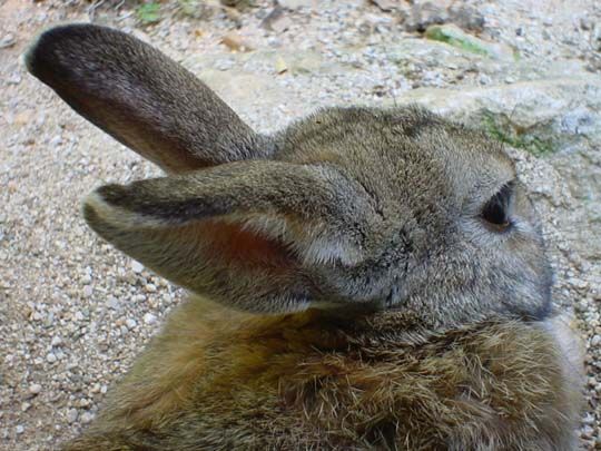 Image has been resized