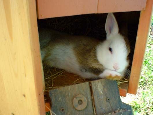 Image has been resized