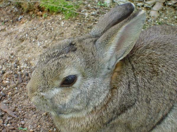 Image has been resized