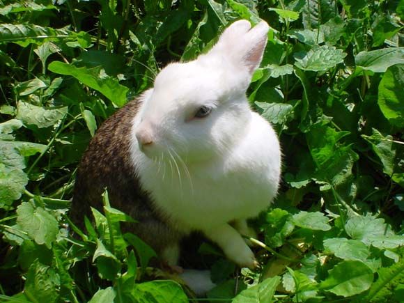 Image has been resized