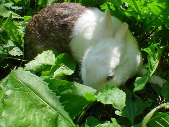 Image has been resized