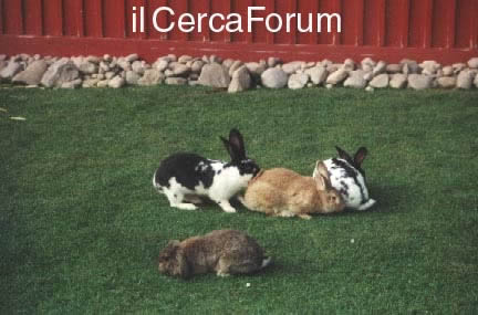 il CercaForum: cerca nel Forum di Protty